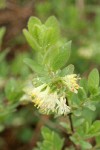 Sweetberry Honeysuckle blossoms & foliage