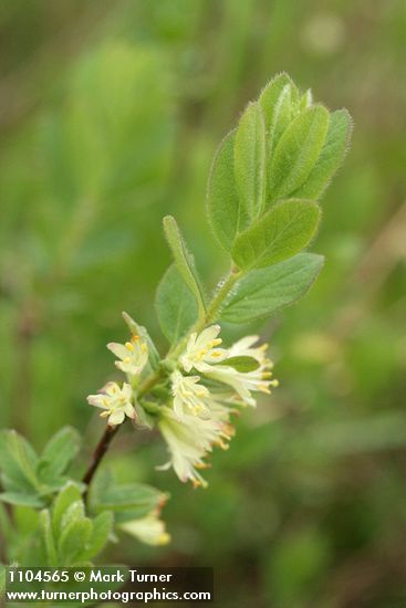 Lonicera caerulea