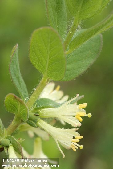 Lonicera caerulea