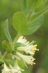 Sweetberry Honeysuckle blossoms & foliage detail