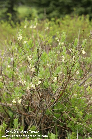 Lonicera caerulea