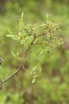 Geyer Willow female aments & foliage