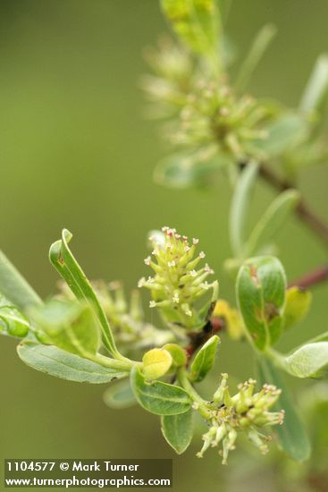 Salix geyeriana