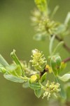 Geyer Willow female aments & foliage