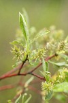 Geyer Willow female aments & foliage