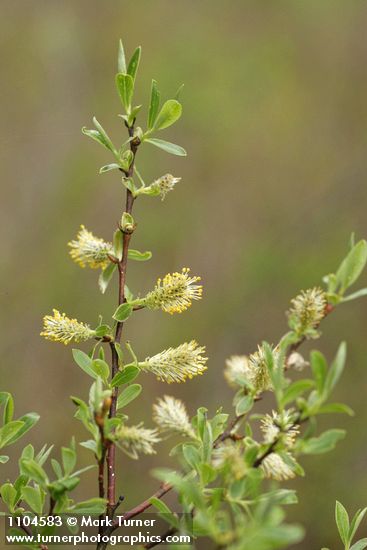 Salix geyeriana
