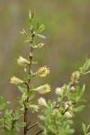 Geyer Willow male aments & foliage