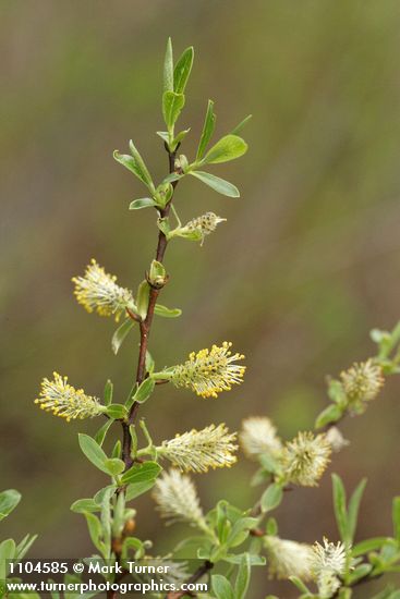 Salix geyeriana