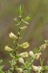 Geyer Willow male aments & foliage