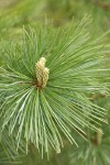 Western White Pine emerging new foliage among needles