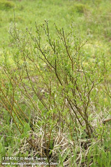 Salix commutata