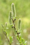 Undergreen Willow female aments