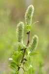 Undergreen Willow female aments & foliage