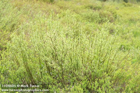 Salix geyeriana