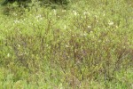 Undergreen Willow (male)