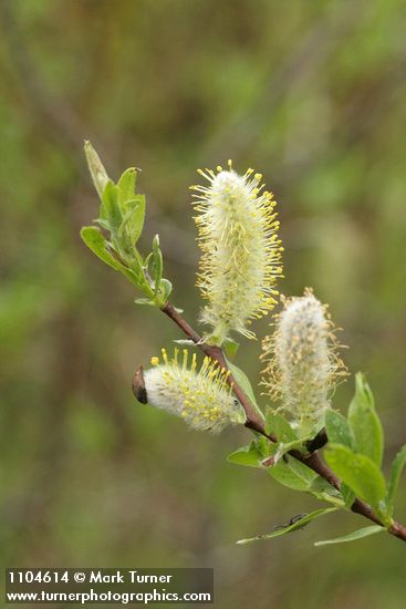 Salix commutata