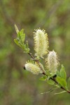 Undergreen Willow male aments & foliage