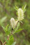 Undergreen Willow male aments & foliage