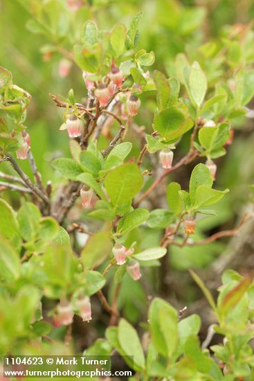 Vaccinium uliginosum