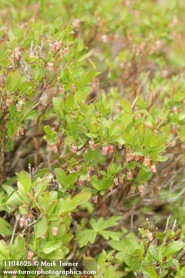 Vaccinium uliginosum