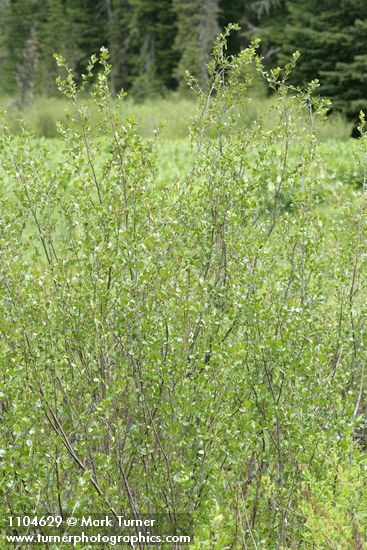 Betula glandulosa