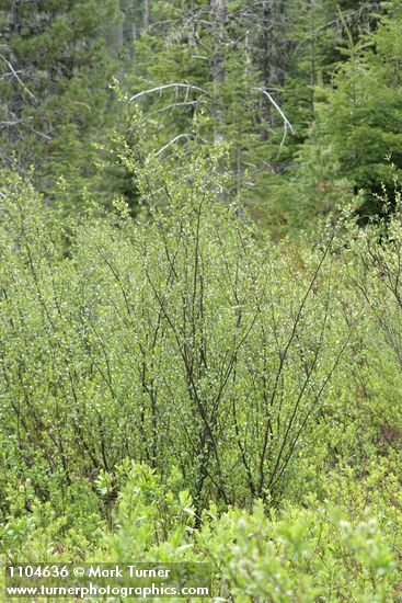 Betula glandulosa