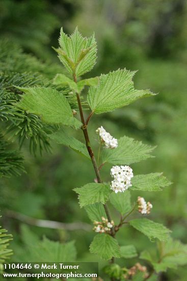 Viburnum edule