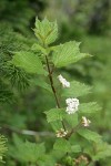 Highbush Cranberry blossoms & foliage