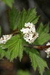 Highbush Cranberry blossoms & foliage detail