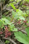 Red Swamp Currant blossoms & foliage