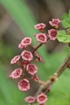 Red Swamp Currant blossoms detail