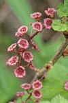 Red Swamp Currant blossoms detail