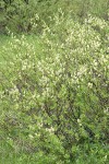 Undergreen Willow