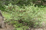 Fuchsia-flowered Gooseberry