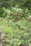Fuchsia-flowered Gooseberry
