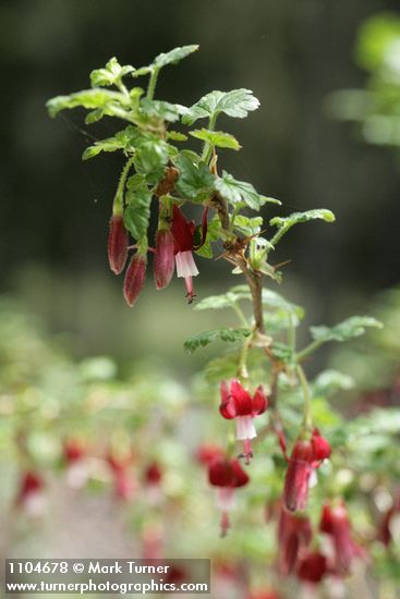 Ribes lobbii