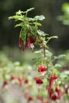 Fuchsia-flowered Gooseberry blossoms & foliage