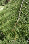 White & Grand Fir hybrid foliage