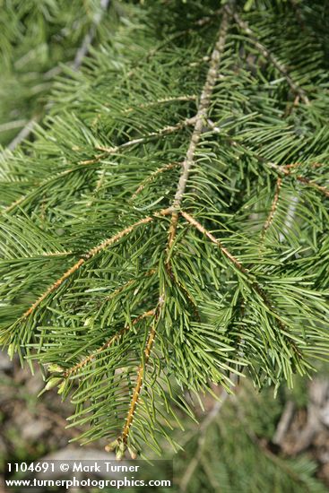 Abies concolor x A. grandis