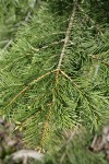 White & Grand Fir hybrid foliage