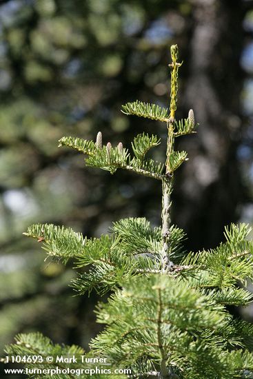 Abies concolor x A. grandis