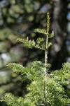 White & Grand Fir hybrid w/ immature cones