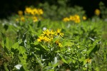 Arrowleaf Balsamroot