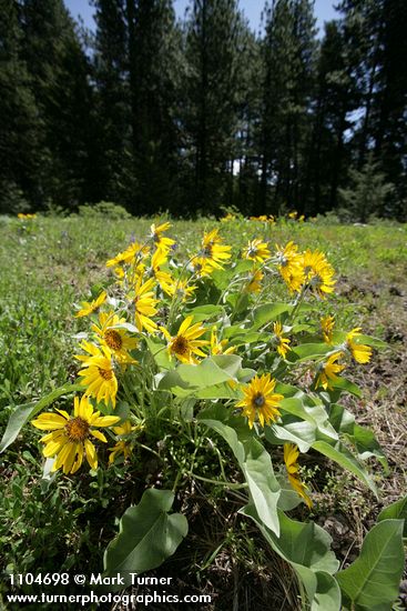 Balsamorhiza sagittata