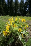 Arrowleaf Balsamroot