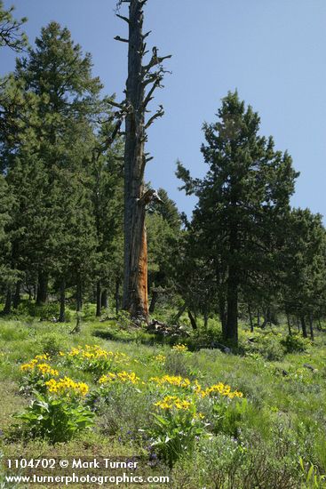 Juniperus occidentalis; Balsamorhiza sagittata