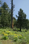 Western Junipers w/ Arrowleaf Balsamroot fgnd