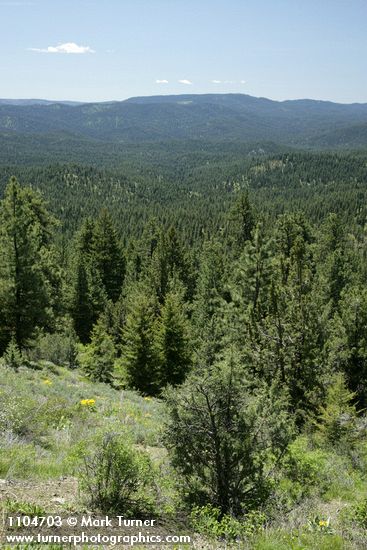 Juniperus occidentalis; Symphoricarpus oreophilus; Pinus ponderosa