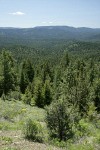 Aldrich Mountains landscape w/ Western Junipers, Ponderosa Pines, Mountain Snowberry fgnd