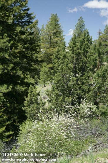 Prunus emarginata; Juniperus occidentalis; Pinus ponderosa